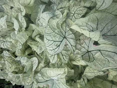 Candidum Caladium in 3.5 inch pots